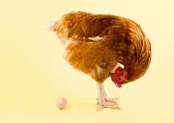 L’œuf ou la poule, qui est apparu en premier ?