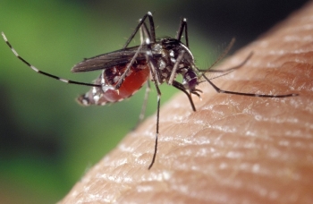 Les moustiques seraient plus attirés par certaines couleurs que par d’autres
