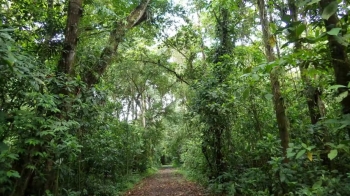 Des données inédites sur la capacité des forêts tropicales à se régénérer rapidement 