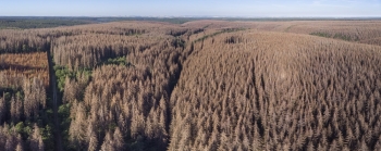 Pourquoi la forêt française a besoin d’un traitement de fond 