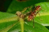 Des fourmis bien armées pour récolter du nectar 