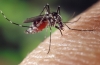 Comment les moustiques nous piquent (et les conséquences)