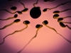 Des microbes dans le sperme ? La fertilité masculine dépend aussi de ce microbiote méconnu… 