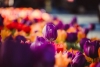 Comment des bulbes de fleurs traités rendent résistantes des moisissures dangereuses pour la santé