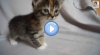 Vidéos de chats Mignons à mourir de rire compilation
